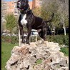 gino2